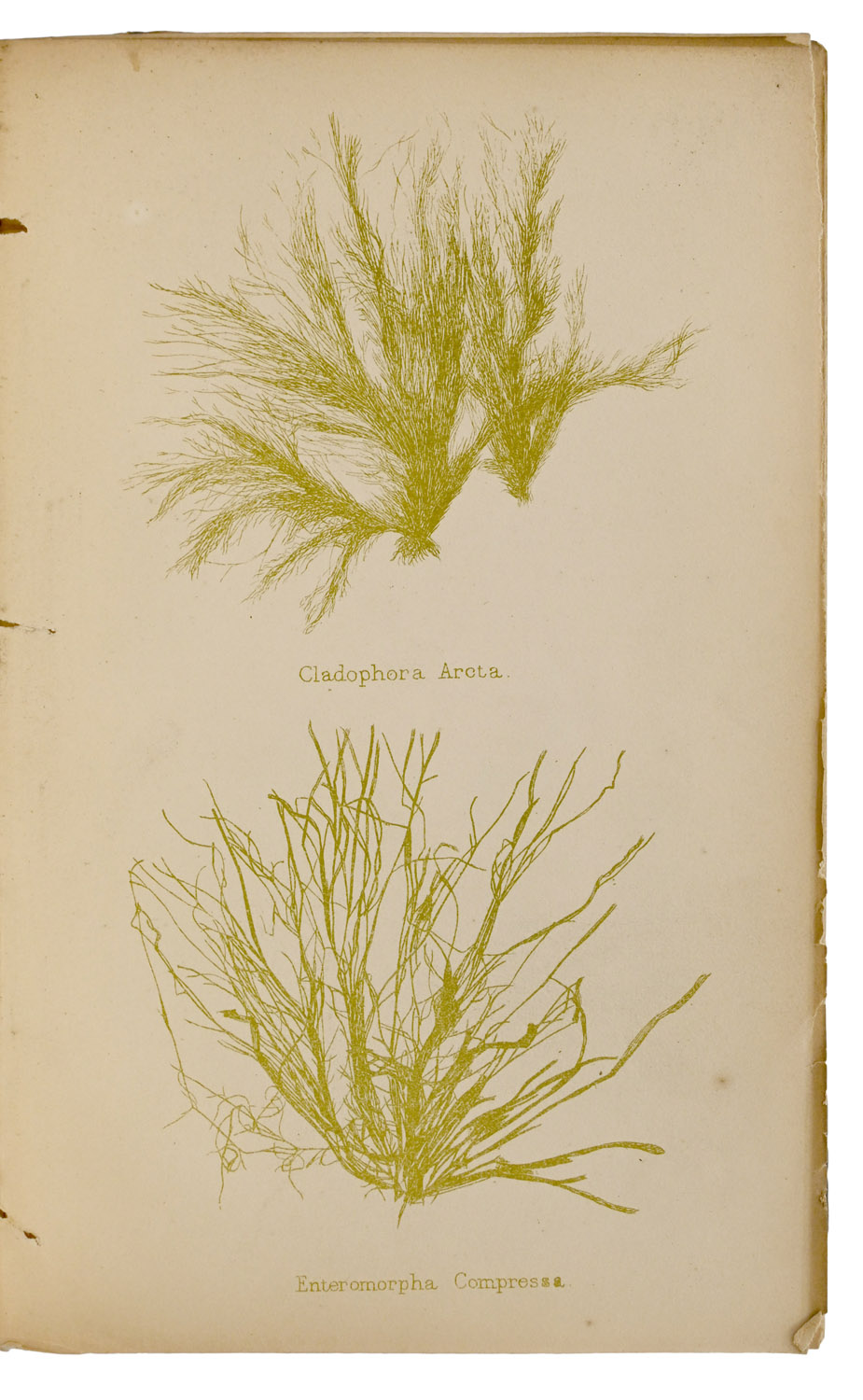 The Common Seaweeds of the British Coast and Channel Islands; with some insight into the microscopic beauties of their structure and fructification. With tinted plates.